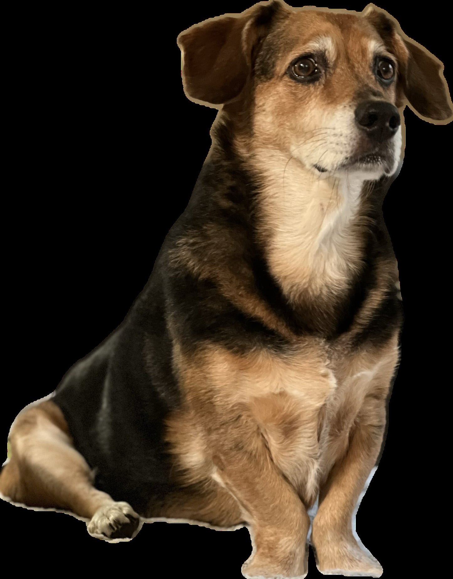 Pet Pillow (various sizes)